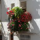 Letničky. Rozkvetlá okna a balkony - muskat