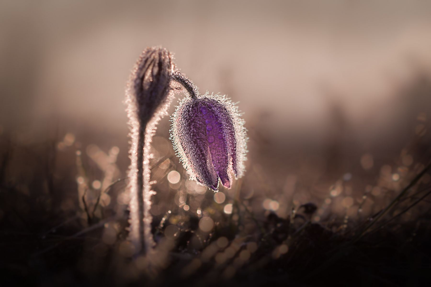 V Divoké zahradě Hostivař uvidíte snímky Czech Nature Photo