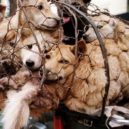 Europoslanec Pospíšil se ohradil proti čínskému festivalu psího masa. Napsal velvyslanci - 105487268_3493204987357017_8145159254528907936_n