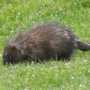 Urzon kanadský - Urzon kanadský (Erethizon dorsatum)