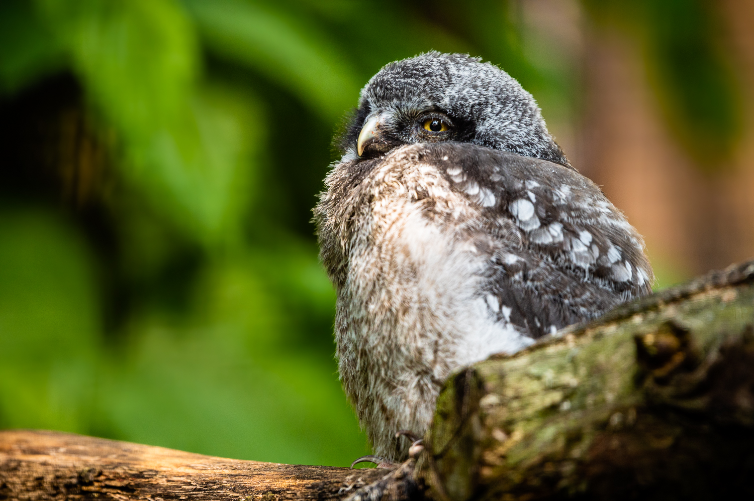 Ve voliéře chomutovského Zooparku poletuje další mládě sovice