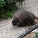 Urzon kanadský - Urzon kanadský (Erethizon dorsatum)