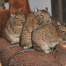 Osmák degu - Osmák degu (Octodon degus)