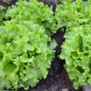 Není salát jako salát - salat zelenina