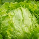Není salát jako salát - salat zelenina