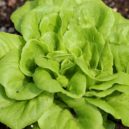 Není salát jako salát - salat zelenina