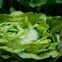 Není salát jako salát - salat zelenina