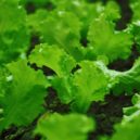 Není salát jako salát - salat zelenina