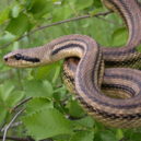 Užovka - Užovka pardálí (Elaphe quatuorlineata)