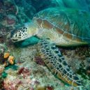 Želvy - Kareta obrovská (Chelonia mydas)