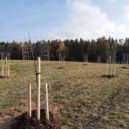 Nová jabloňová alej v Krušovicích - Krusovice
