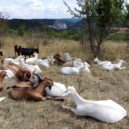 Pozemky mezi Radotínem a Zadní Kopaninou (Pražská pastvina) - FOTO ZAPAD OTVIRAK Mezi Radotínem a Zadní Kopaninou vracejí do přírody kytky i motýly – foto AC 1