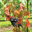 Pražská vinobraní 2020 - 0 vinobran řepská 17