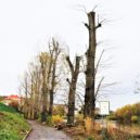 Kácení topolů u Berounky - 1 2020-10-30-kaceni-topolu-u-reky-12