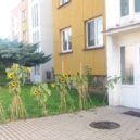 V Kutné Hoře jsou kamenné skvosty zasazeny do zeleně - Slunečnice – Štefánikova ul.