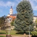 V Kutné Hoře jsou kamenné skvosty zasazeny do zeleně - stříbrný smrk