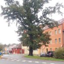 V Kutné Hoře jsou kamenné skvosty zasazeny do zeleně - Dub letní – u.l. Československých legionářů