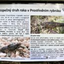 Chaberský Prostřední rybník - 3 img_0190