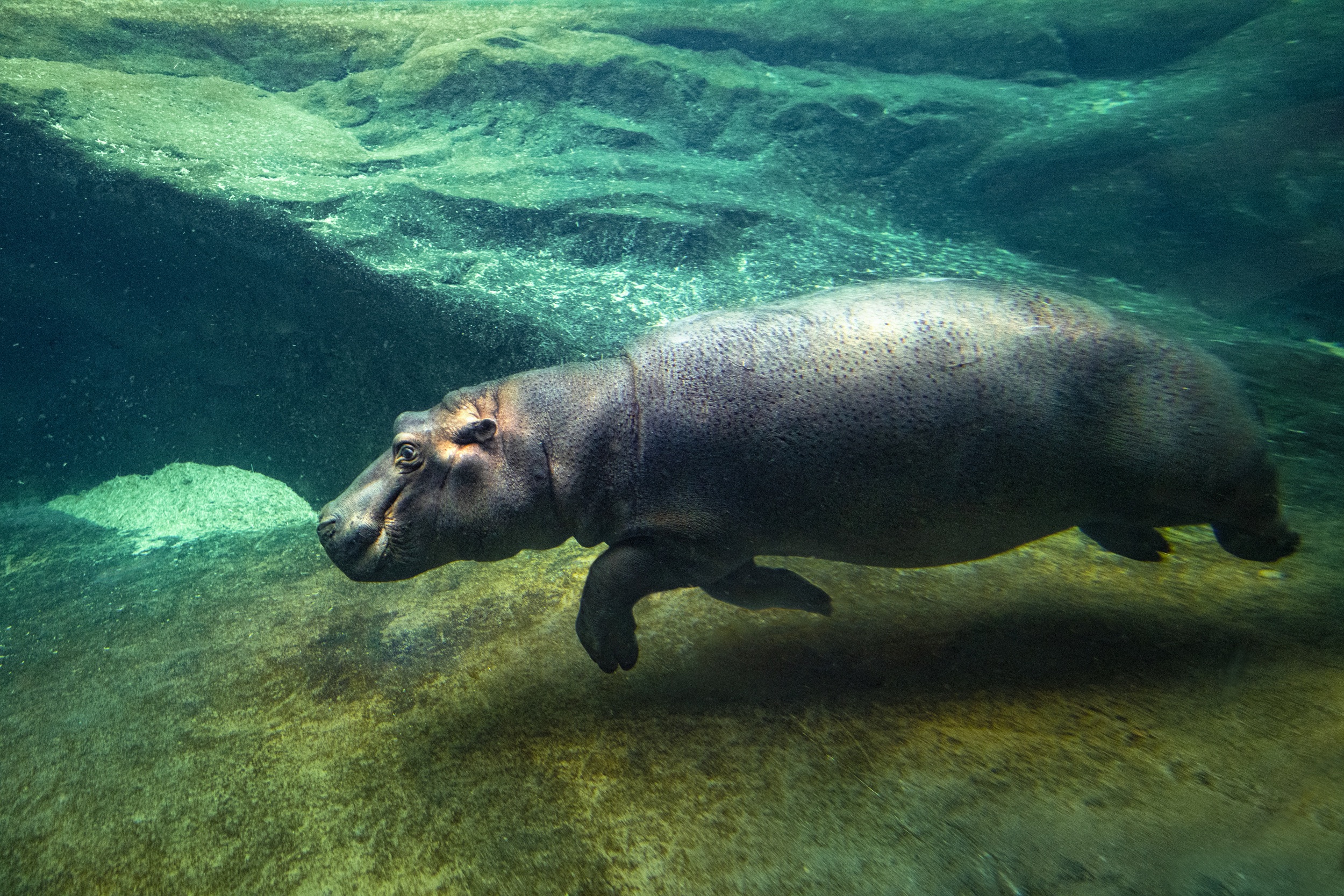Zoo Praha oslavila 89. výročí. Pro návštěvníky otevřela Pavilon hrochů