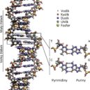 Lidský genom - DNA