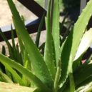 Vlasy v zimě - Aloe Vera