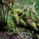 žába, ropucha coloradská - Ayahuasca