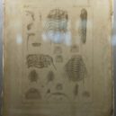 Joachim Barrande - Barrande’s lithographic matrix_with trilobites, 1852 NM Praha