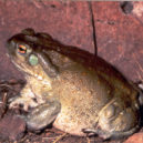 žába, ropucha coloradská - Bufo alvarius