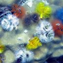 Spirobranchus giganteus - Christmas Tree Worm