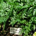 Jedovaté rostliny 2 - Jedovaté rostliny 6