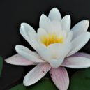 Botanická zahrada a skleník Fata Morgana - Botanická zahrada a skleník Fata Morgana 9