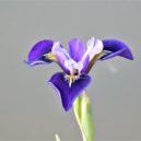 Botanická zahrada a skleník Fata Morgana - Botanická zahrada a skleník Fata Morgana 2