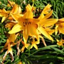 Botanická zahrada a skleník Fata Morgana - Botanická zahrada a skleník Fata Morgana 1