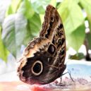 Botanická zahrada a skleník Fata Morgana - Botanická zahrada a skleník Fata Morgana 7