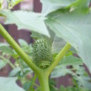 Durman - Datura stramonium plod.jpg