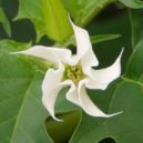 Durman - Datura stramonium white flower