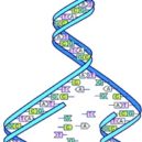 Lidský genom - Replikace DNA