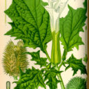 Durman - Illustration-Datura stramonium