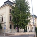 V Kutné Hoře jsou kamenné skvosty zasazeny do zeleně - Jinan dvoulaločný