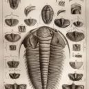 Joachim Barrande - Joachim Barrande – trilobit