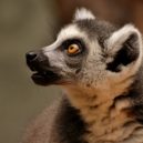 Lemur - Lemur