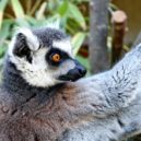 Lemur - Lemur