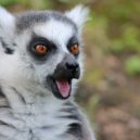 Lemur - Lemur maki