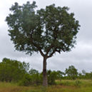 Opilá zvířata - Marula