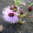 Citlivka stydlivá - Mimosa pudica