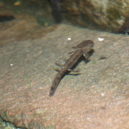 Mlok skvrnitý - Mlok – larva