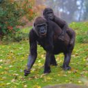 Koronavirus a zvířata - Gorily v zoo