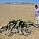 Namibská poušť - Rostlina Welwitschia mirabilis na poušti