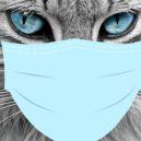 Koronavirus a zvířata - Kočka s rouškou