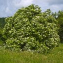 Bez černý - Sambucus nigra